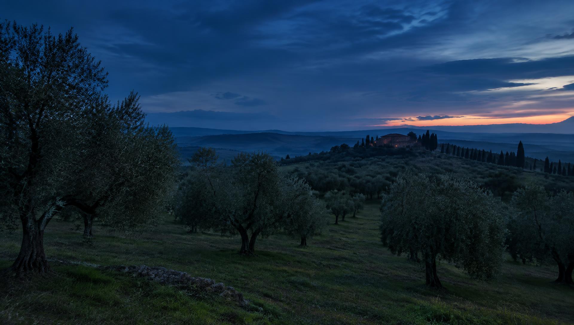 Paisaje rural con olivar al anochecer